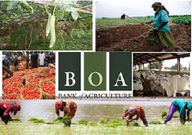 Apply Now: 5 Life-Changing Federal Grants Open to Nigerians