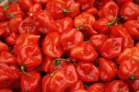 How Pepper, Ginger, and Bitterleaf Help You Burn Fat Naturally