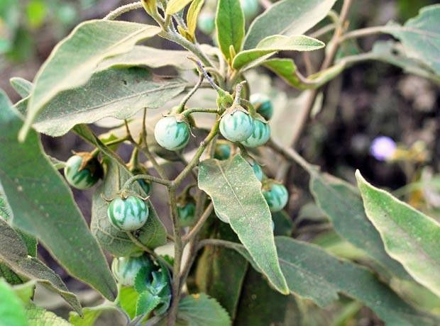 Sodom Apple is a poisonous plant [tanzaniaexperience]