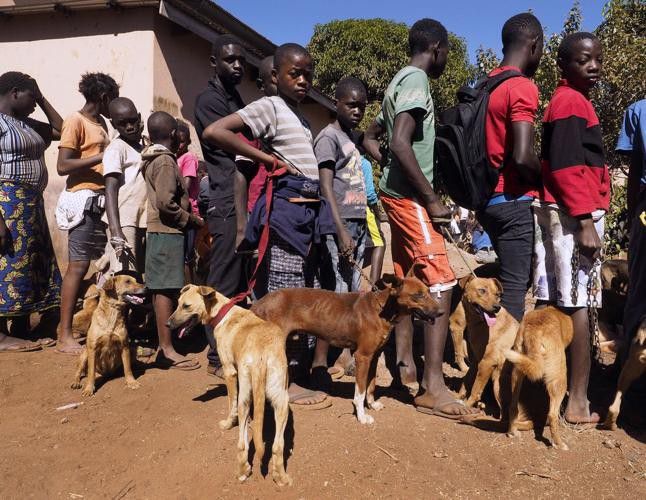 Vets demand sanction for owners of unvaccinated dogs [ravallirepublic]