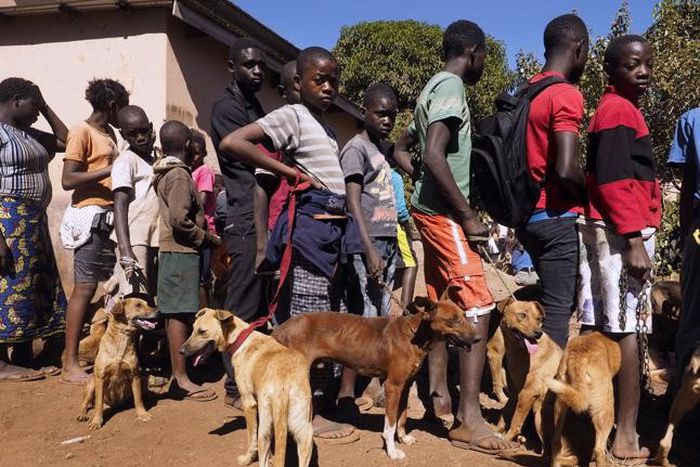 Vets demand sanction for owners of unvaccinated dogs [ravallirepublic]