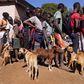 Vets demand sanction for owners of unvaccinated dogs [ravallirepublic]