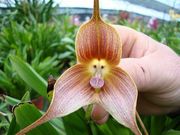 Monkey orchid [Pinterest]