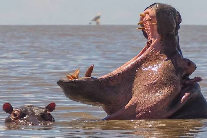 Hippopotamus