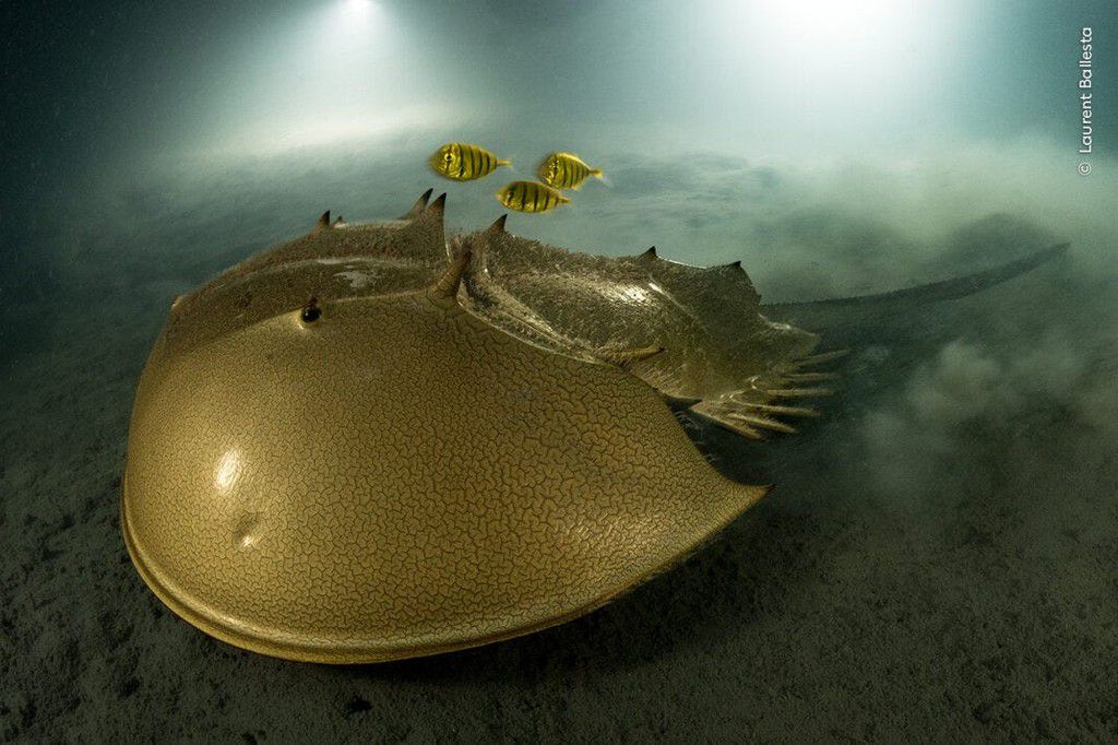 A tri-spine horseshoe crab moves slowly over the mud. Its golden protective carapace hides 12 appendages. Above the horseshoe crab, a trio of juvenile golden trevallies are poised to dart down for edible morsels ploughed up by its passage. Laurent Ball...