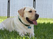 Sir Lancelot Encore [TodayShow]