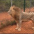 Accra Zoo lion