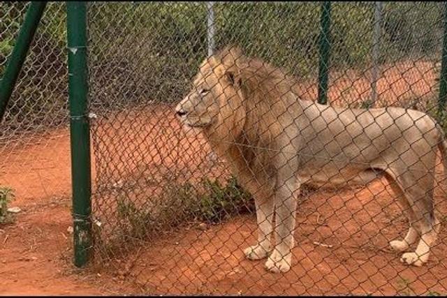 Accra Zoo lion