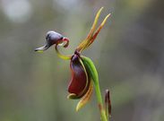 Duck orchid [TheGardenonEaden]