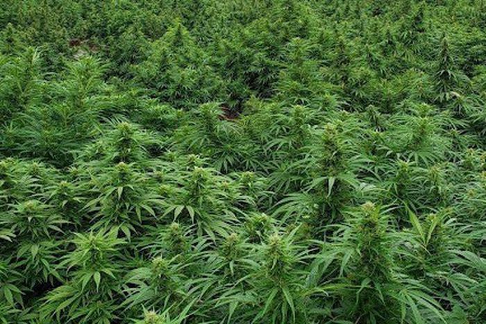 Bringing THC gummies to the UK?