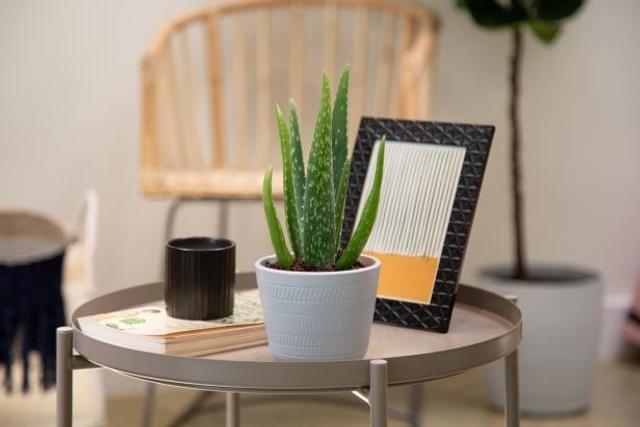 Aloe vera plant is a must in your home [HGTV]