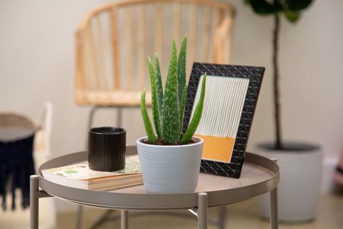 Aloe vera plant is a must in your home [HGTV]