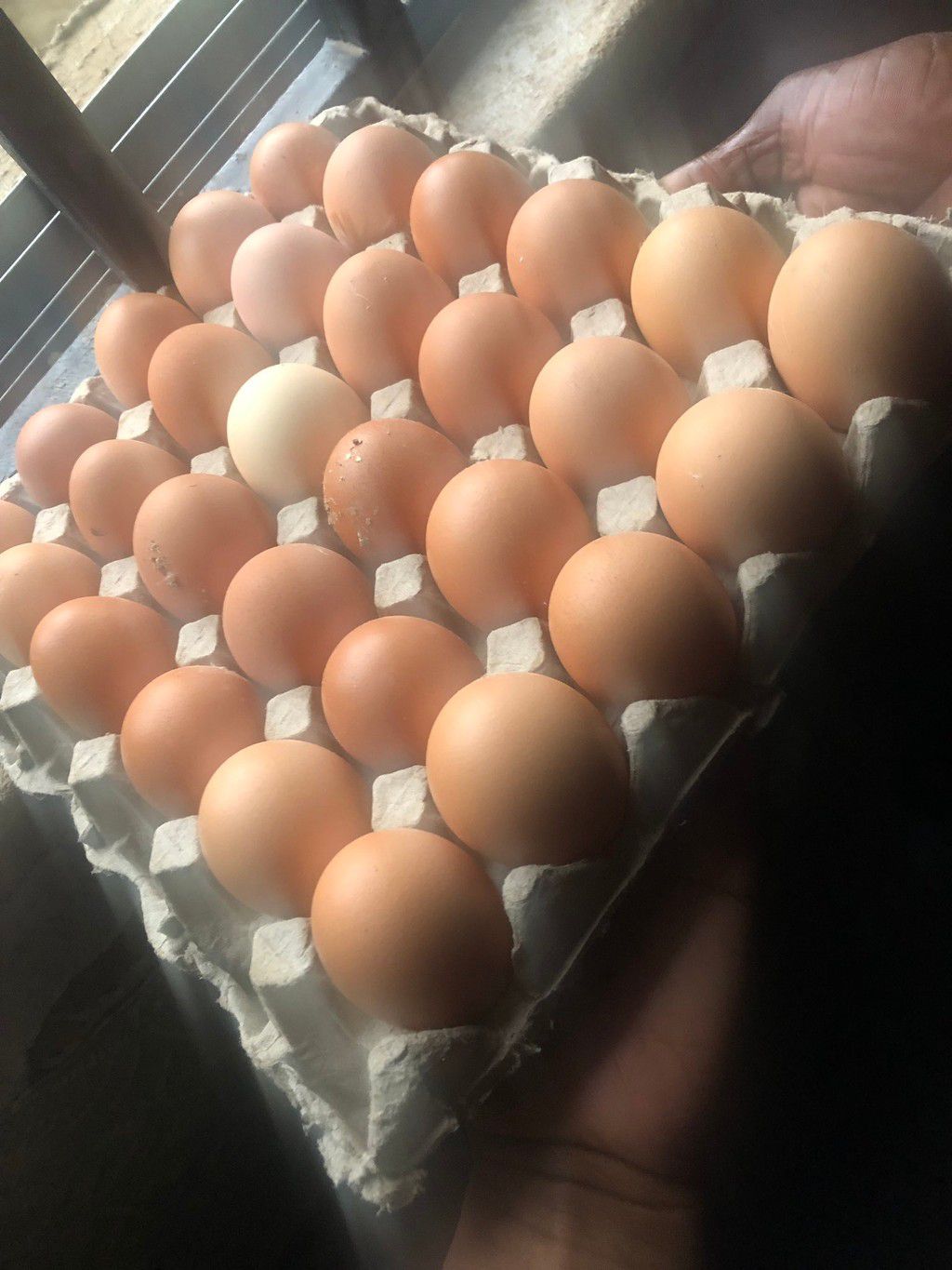 Eggs x30