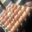Declare state of emergency on egg production in Nigeria - Poultry owners tell FG