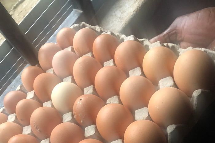 Declare state of emergency on egg production in Nigeria - Poultry owners tell FG