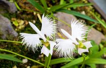 White egret orchid [Orchidaceae]