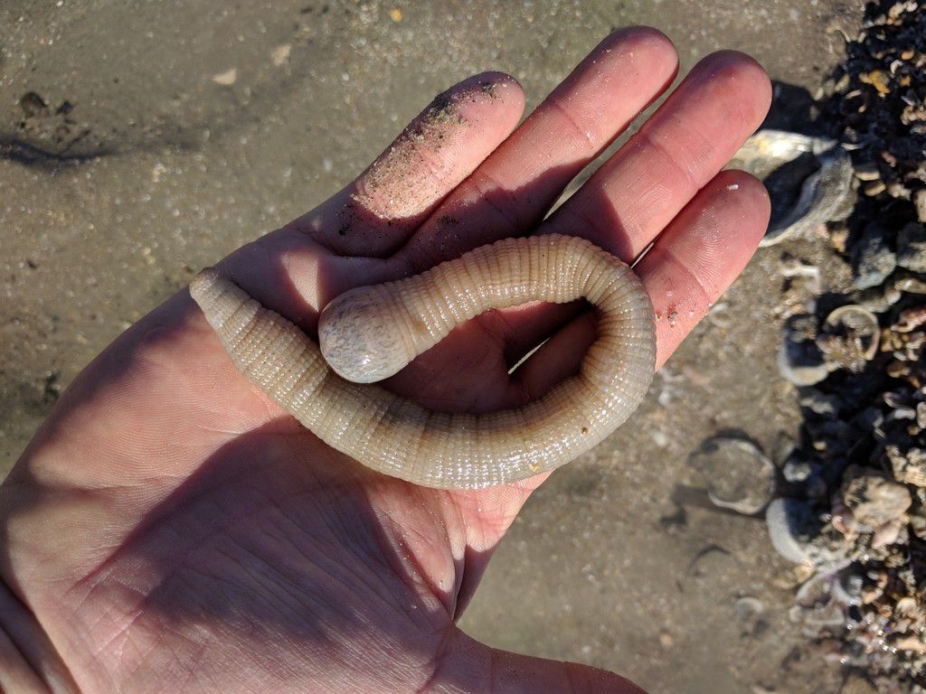 Peanut worm [EathlingNature]