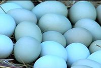 Duck eggs [Pinterest]