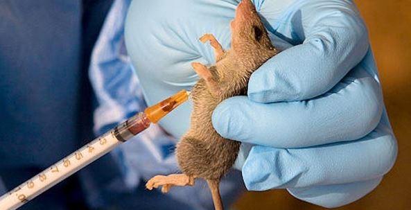 Lassa fever season is approaching, with predictions of a rise between November and April