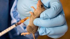 Lassa fever outbreak hits Ogun as govt confirms 1 death
