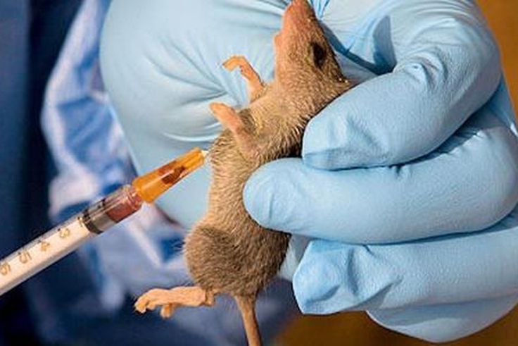 Lassa fever outbreak hits Ogun as govt confirms 1 death