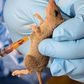 Lassa fever outbreak hits Ogun as govt confirms 1 death