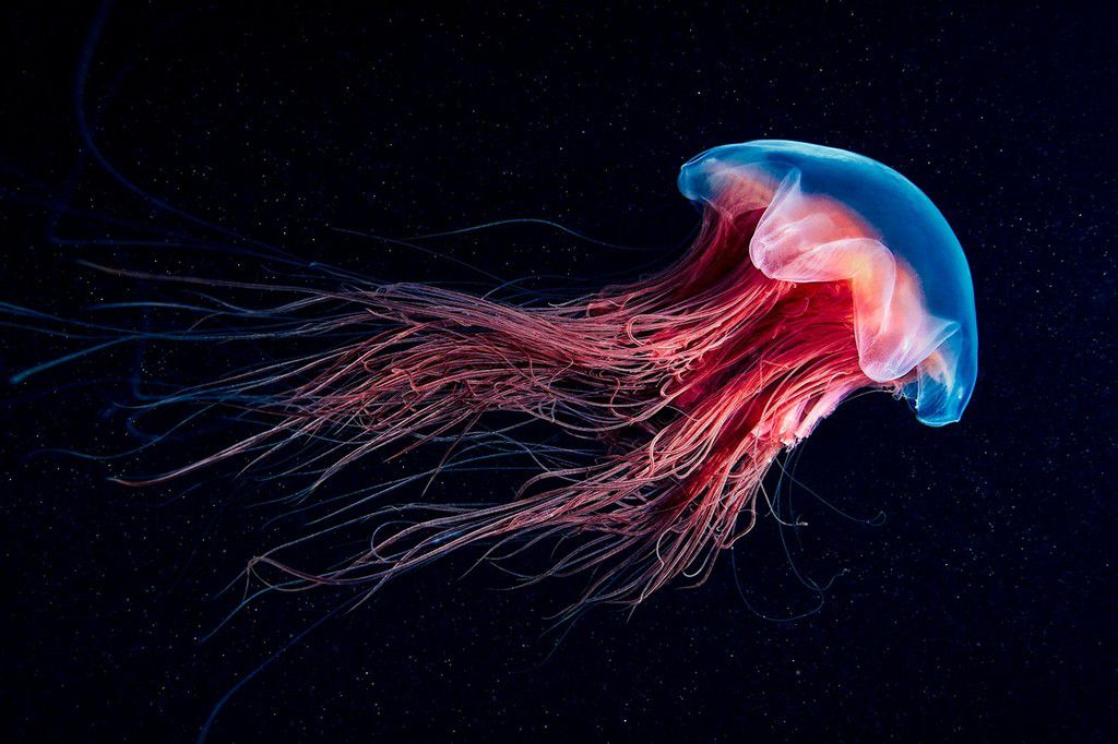 Jellyfish [Sajory]
