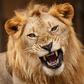 A lion