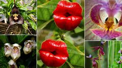 Odd plants that resemble animals [BalconyGardenWeb]
