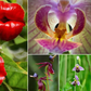 Odd plants that resemble animals [BalconyGardenWeb]