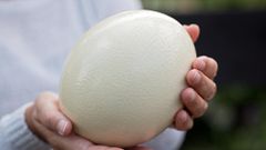 Ostrich eggs [TheAustrailian]