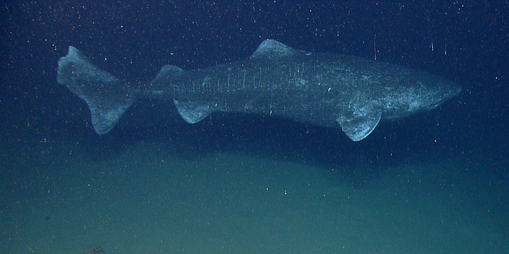 A Greenland shark spotted in the north Atlantic Ocean, August 17, 2013.