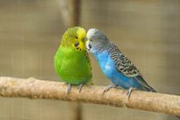 Parakeets can be great pets [Omlet]