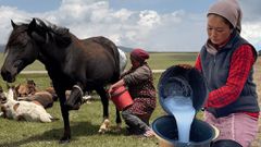 Milking a horse [YouTube]