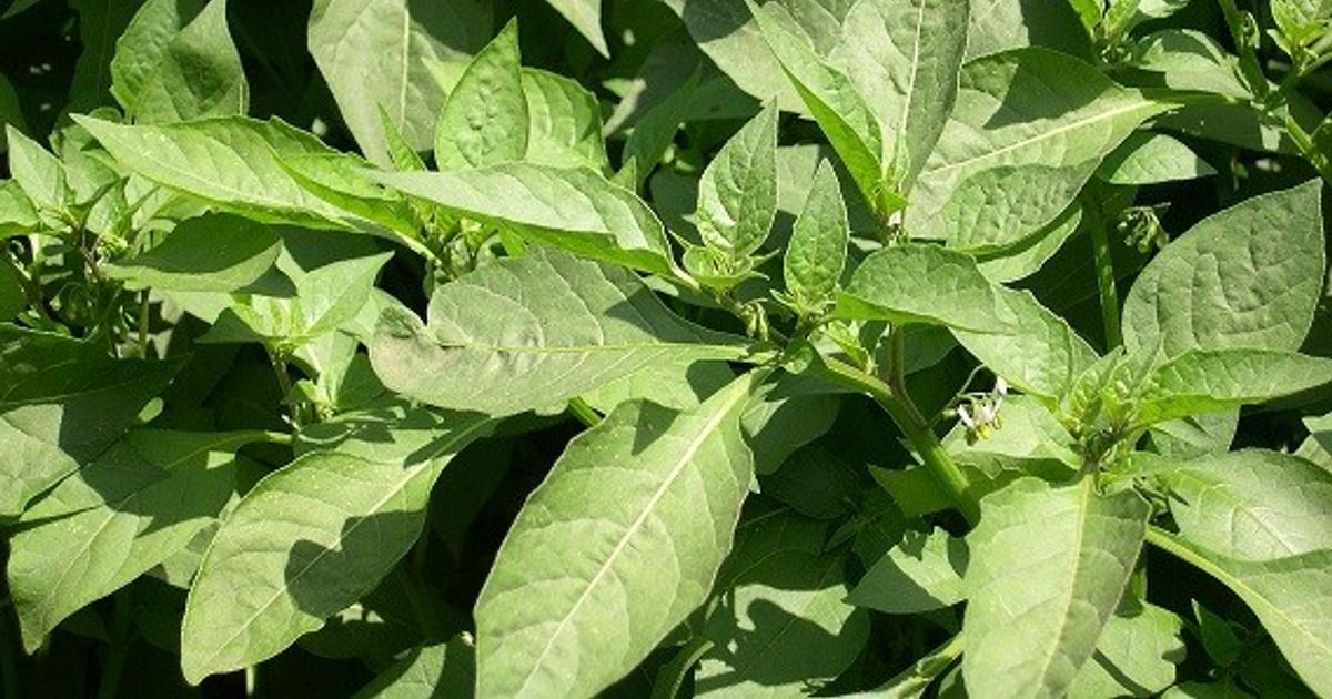 5 poisonous plants growing in bushes around that can kill instantly ...