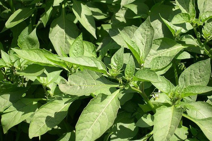 African black night shade [agroduka]