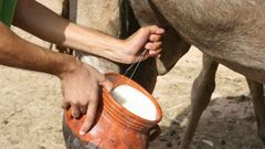 Exotic animal milk people drink [DairyNews]