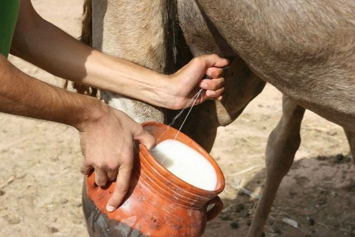 Exotic animal milk people drink [DairyNews]