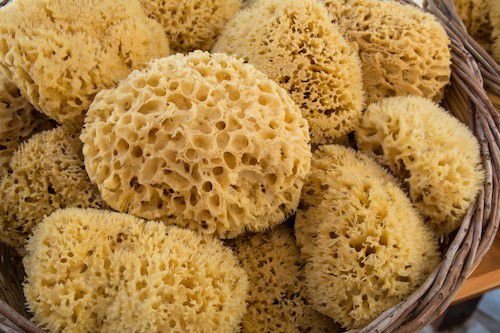 Sea sponges don’t have a brain, heart, or even a nervous system [SitkaSoundScience]