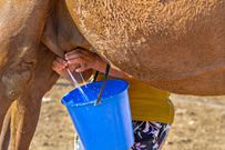 Camel milk [iStock]