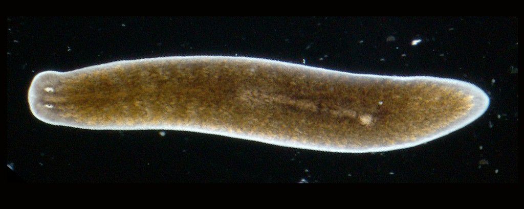 The planarian [Wikipedia]