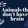 Some animals survive without a brain [TheWeek]