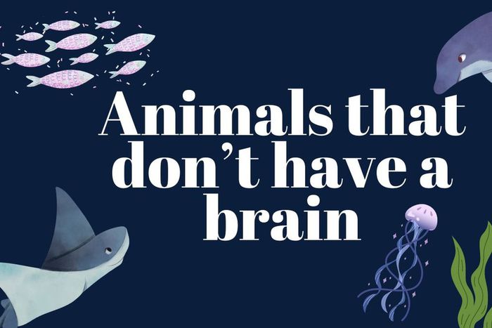 Some animals survive without a brain [TheWeek]