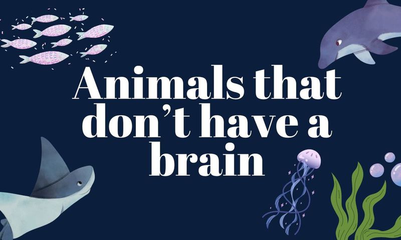 Some animals survive without a brain [TheWeek]