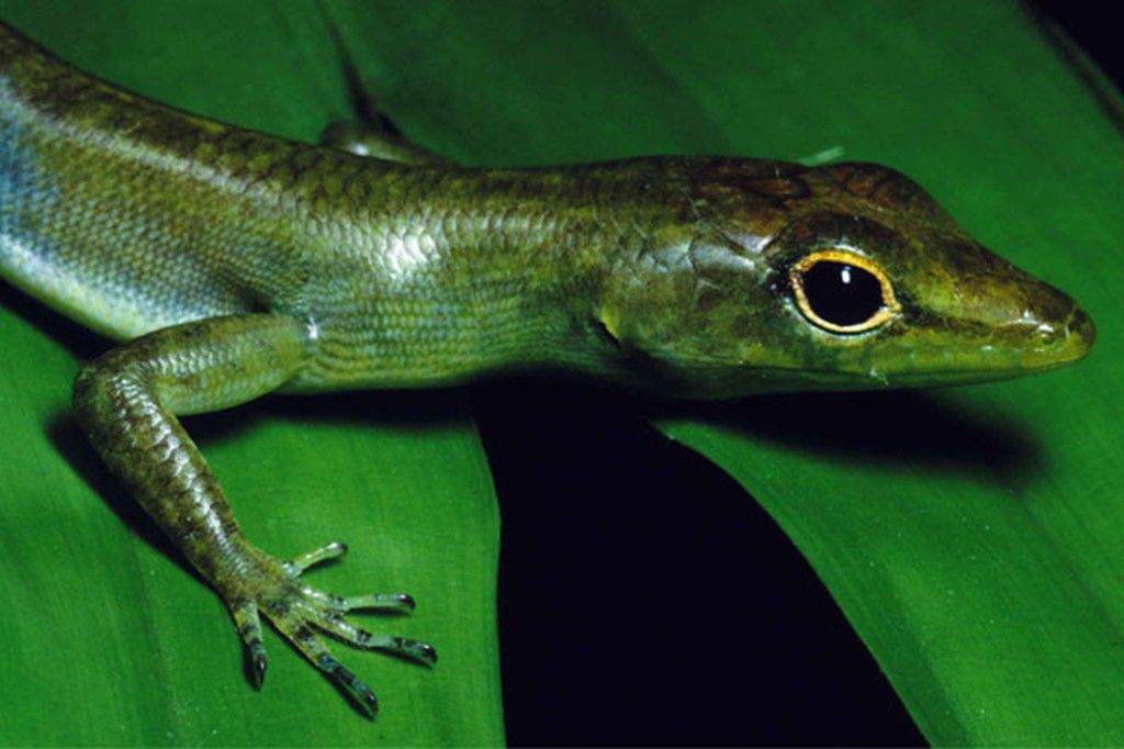 Green-blooded skink [WhoWhatWhy]