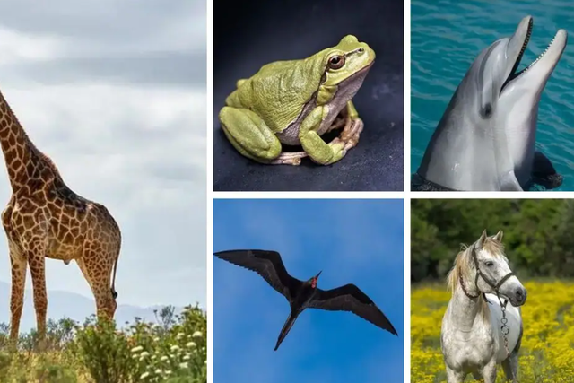 Animals that do not sleep [Worldwidewebtimes]