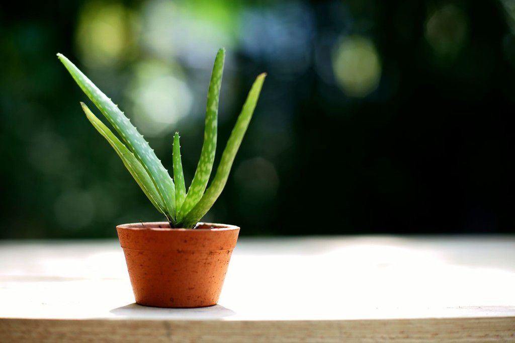 aloe vera is a natural air purifier [MarthaStewart]