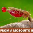 Can HIV be transmitted by mosquitoes? [MarkMedicals]