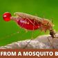 Can HIV be transmitted by mosquitoes? [MarkMedicals]