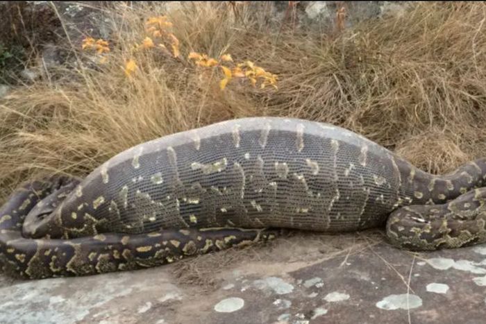 Some animals can survive without food for months [EnviroNewsNigeria]